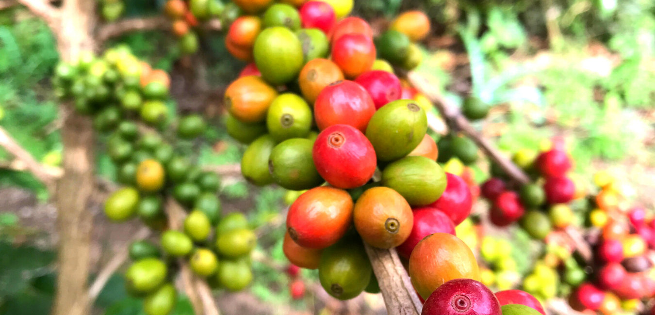 African Coffee Regions - Tariku & Usongwe