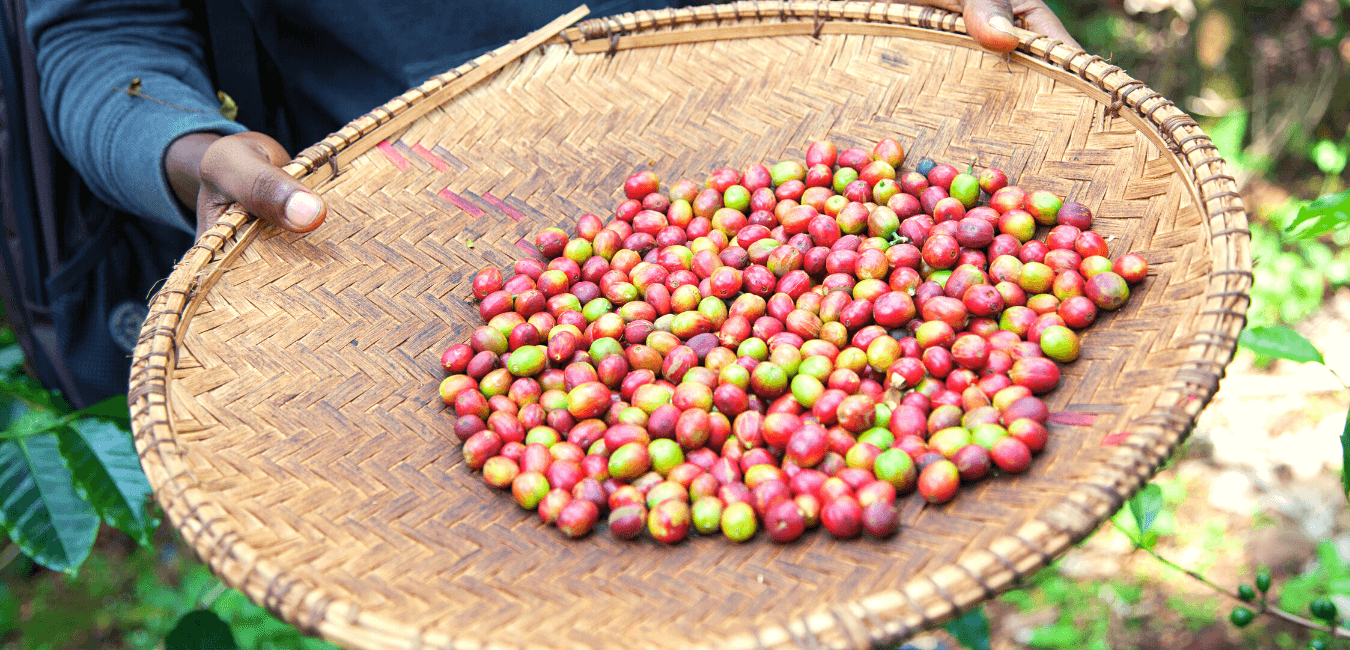 African Coffee Regions - Organic Suke & Glanmalure