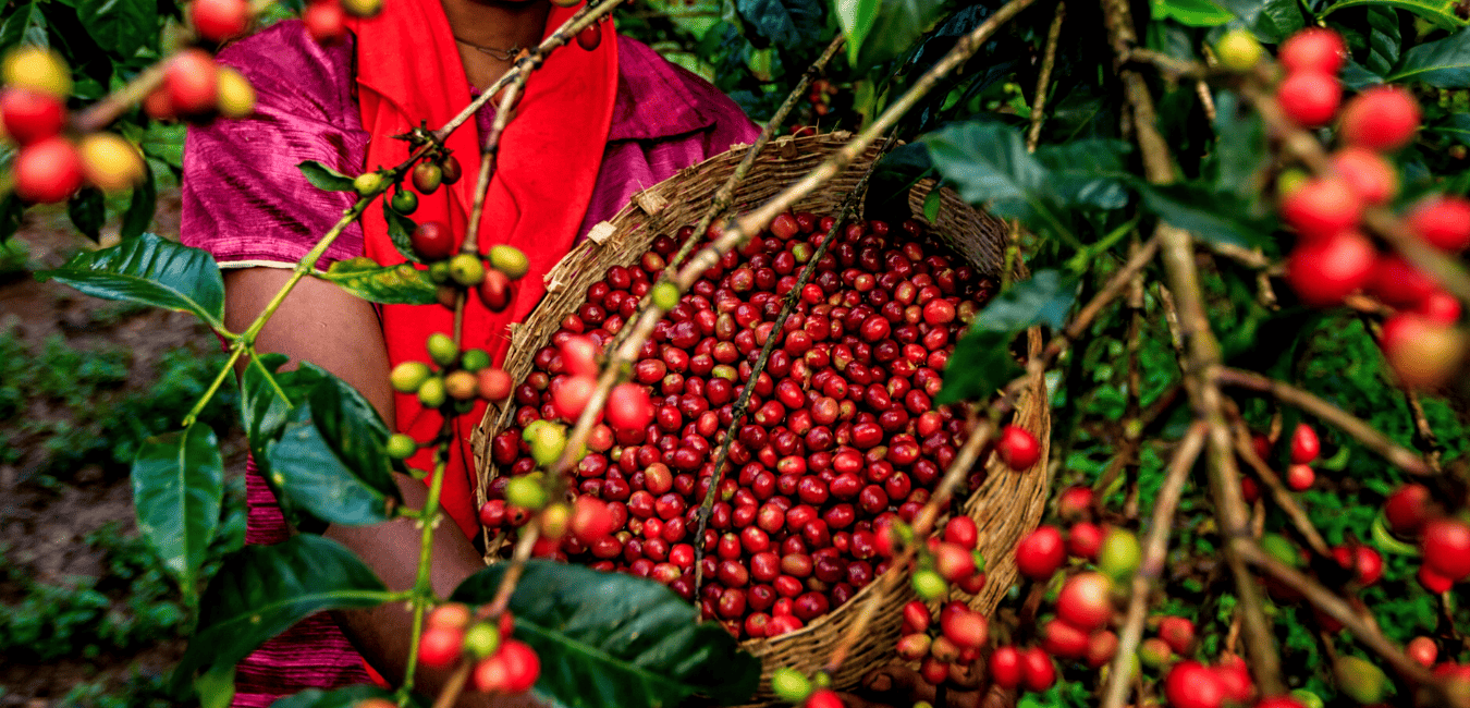 African Coffee Regions - Kochere & Kirinyaga