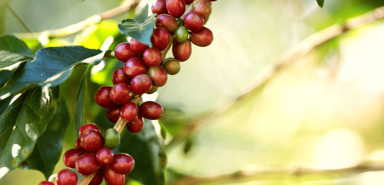 Mara Coffee - Why Africa coffee?